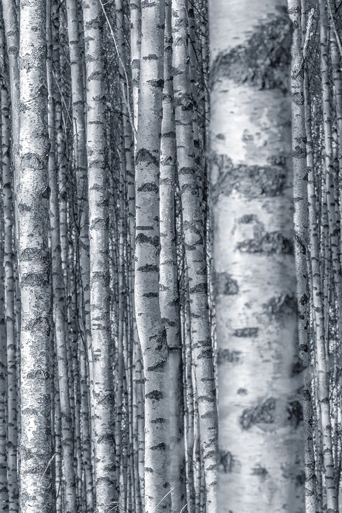 Birches 2 art print by Kimberly Allen for $57.95 CAD