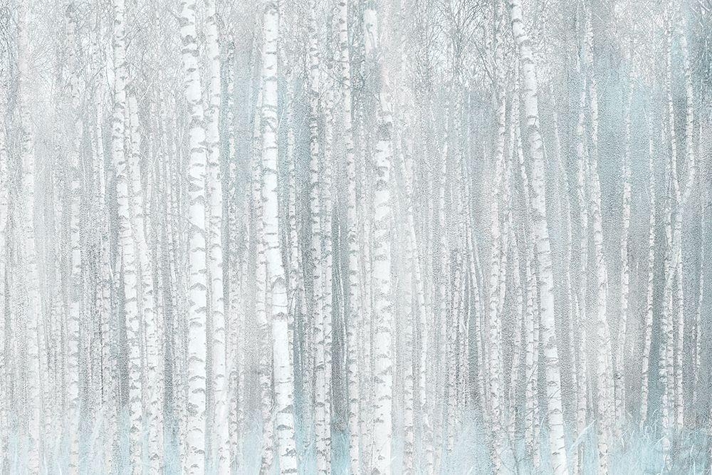 Birches art print by Kimberly Allen for $57.95 CAD