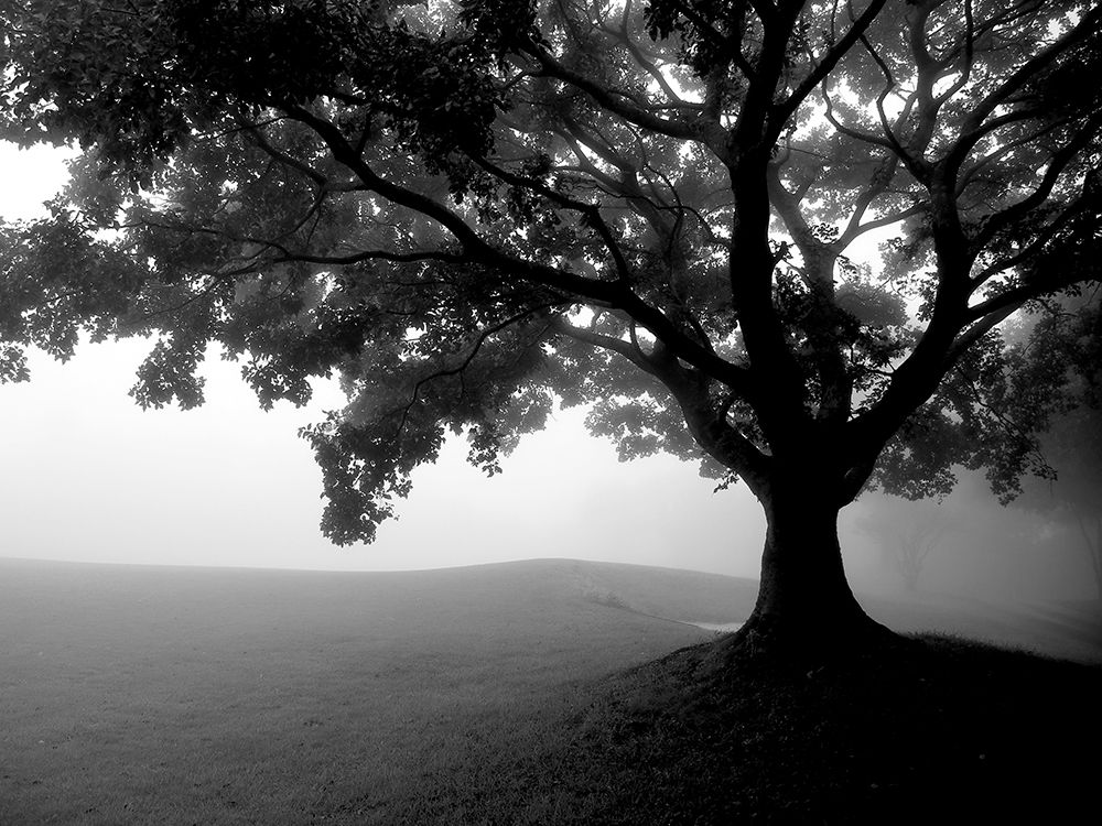 Early Morning Fog art print by Kimberly Allen for $57.95 CAD