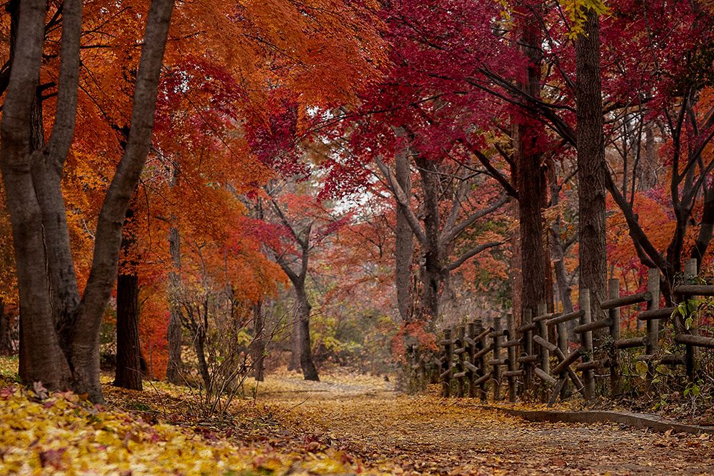 Autumn Stroll art print by Kimberly Allen for $57.95 CAD