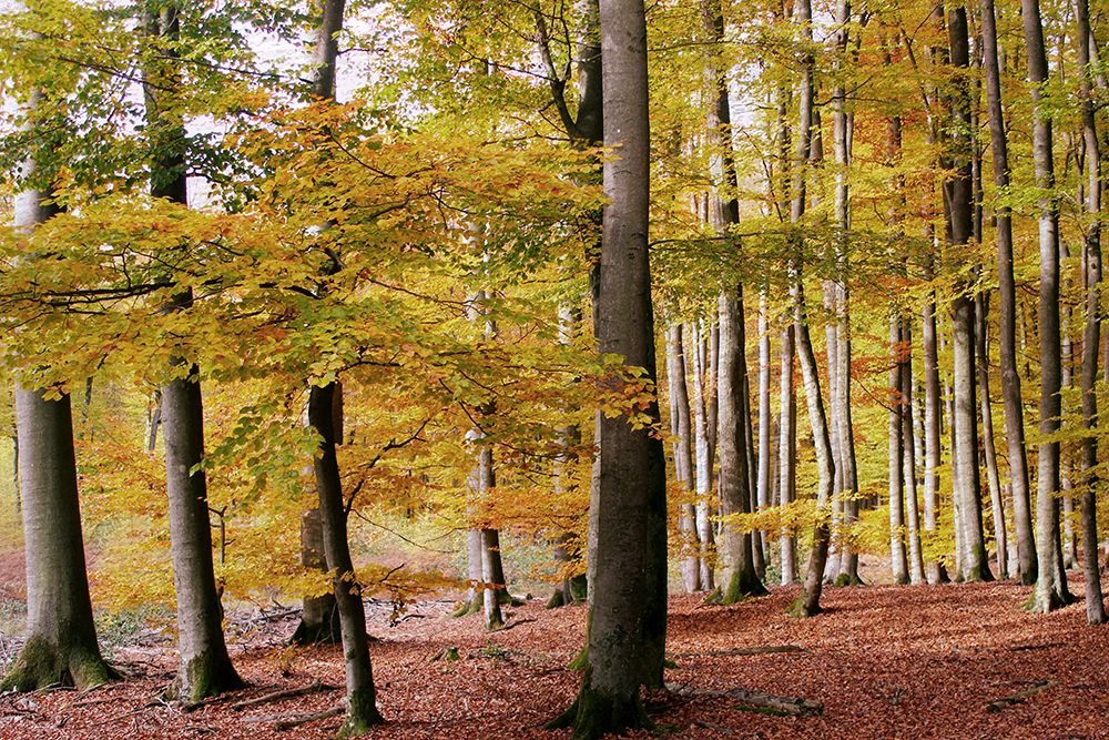 Autumn Walk art print by Kimberly Allen for $57.95 CAD