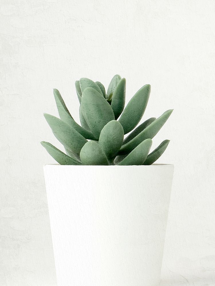 Succulent Photo 1 art print by Kimberly Allen for $57.95 CAD