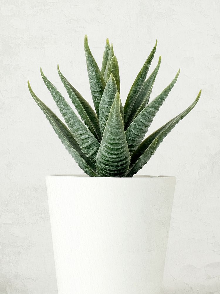 Succulent Photo 2 art print by Kimberly Allen for $57.95 CAD