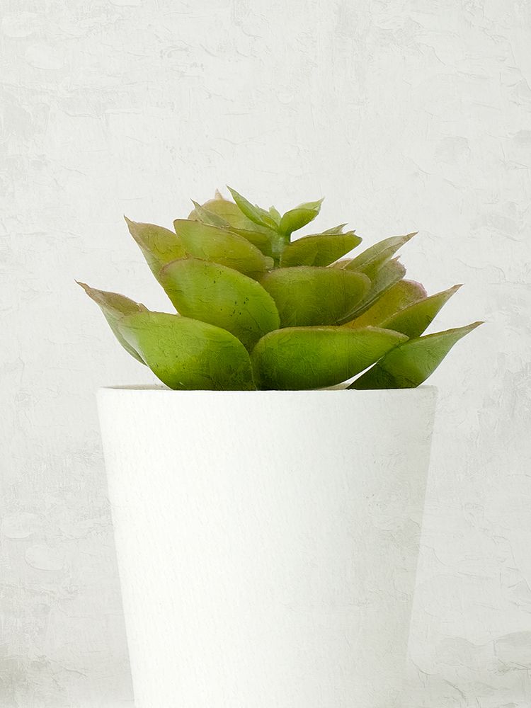 Succulent Photo 3 art print by Kimberly Allen for $57.95 CAD