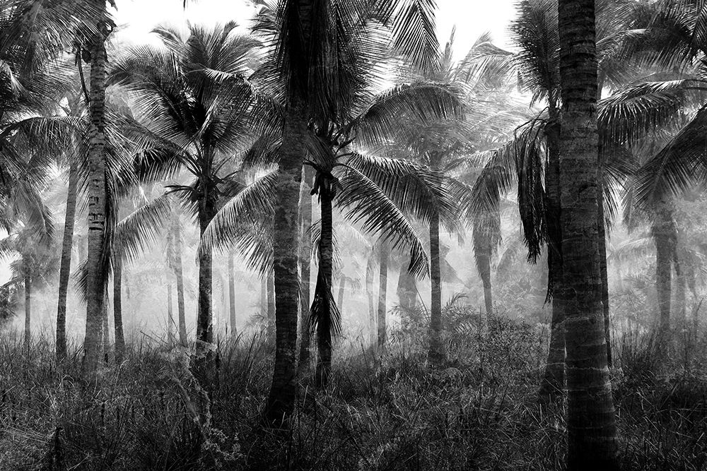 Palms Black And White art print by Kimberly Allen for $57.95 CAD
