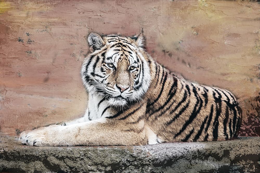 Tiger Love V2 art print by Kimberly Allen for $57.95 CAD
