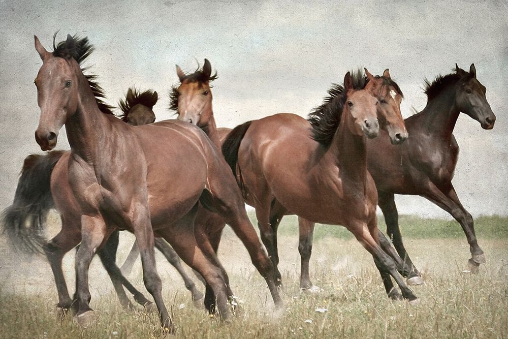 Running Wild Horses art print by Kimberly Allen for $57.95 CAD