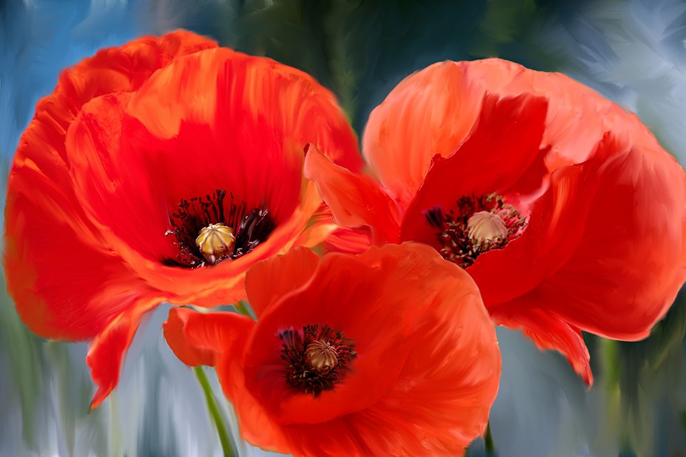 Poppy Trio art print by Kimberly Allen for $57.95 CAD