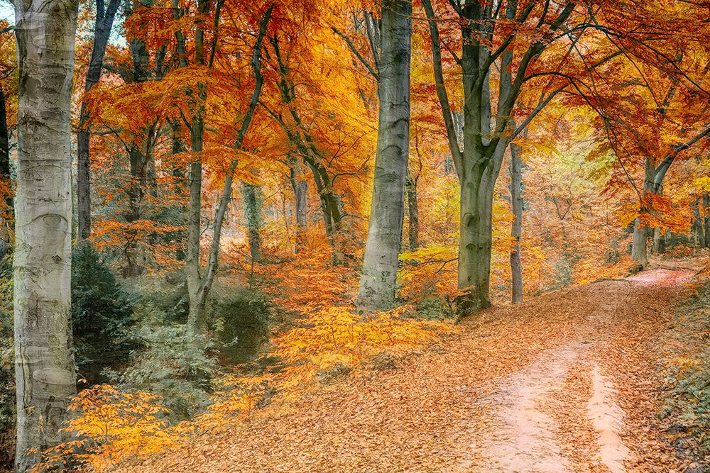 Autumn Path art print by Kimberly Allen for $57.95 CAD