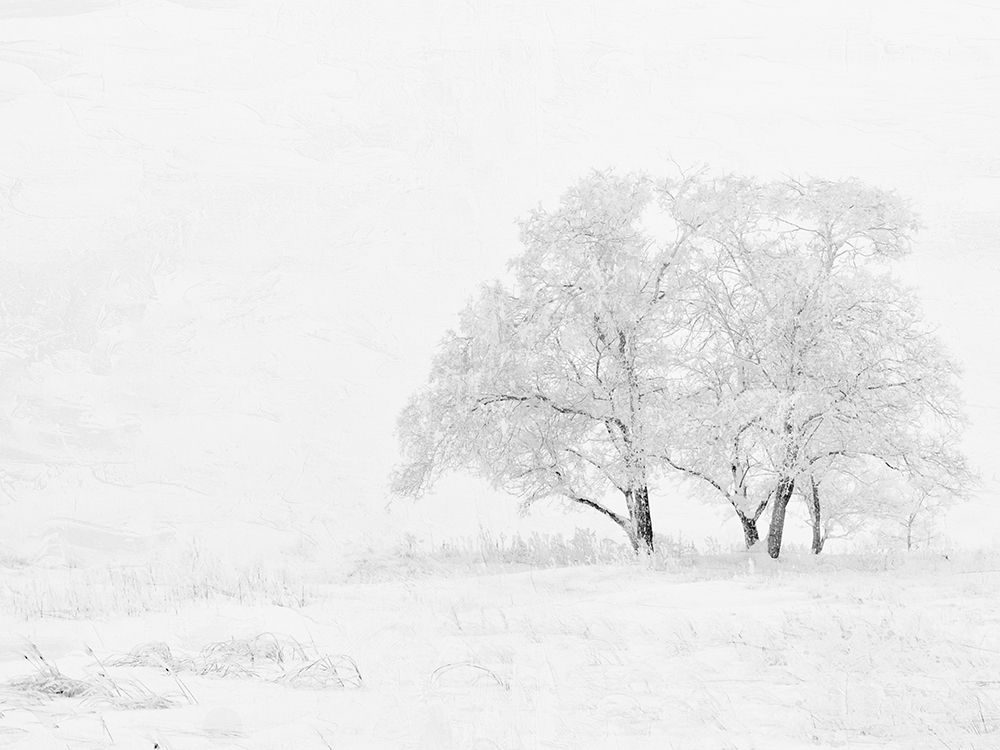 Winter White art print by Kimberly Allen for $57.95 CAD