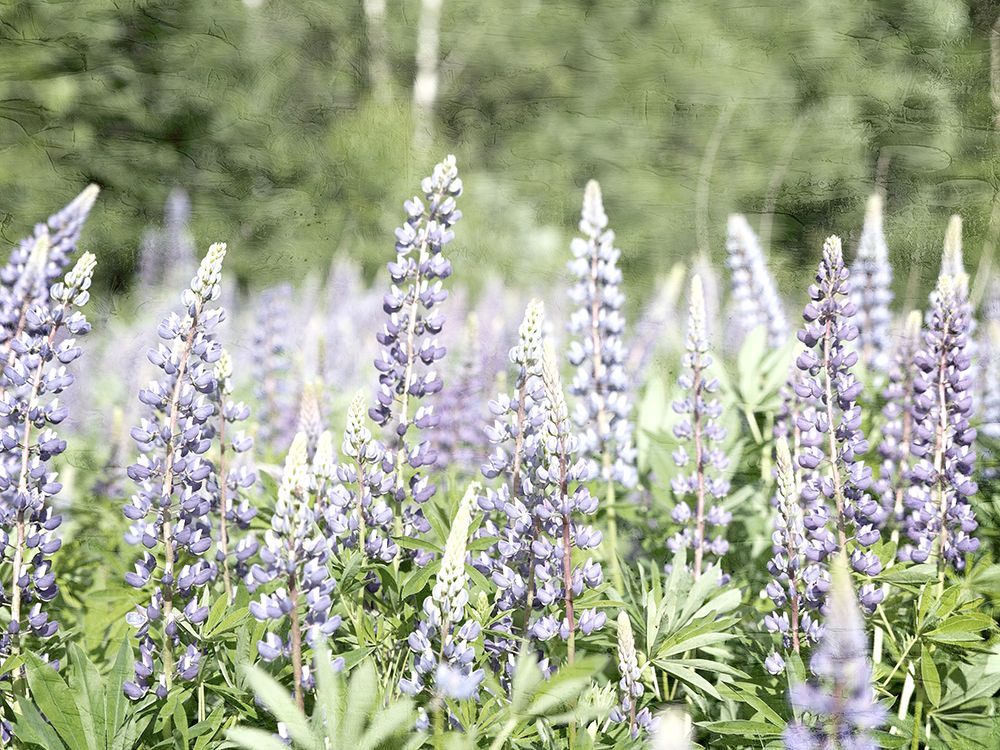Field Of Bluebonnets art print by Kimberly Allen for $57.95 CAD