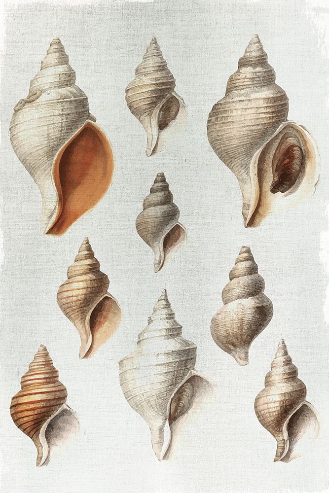 Conch Shells art print by Kimberly Allen for $57.95 CAD