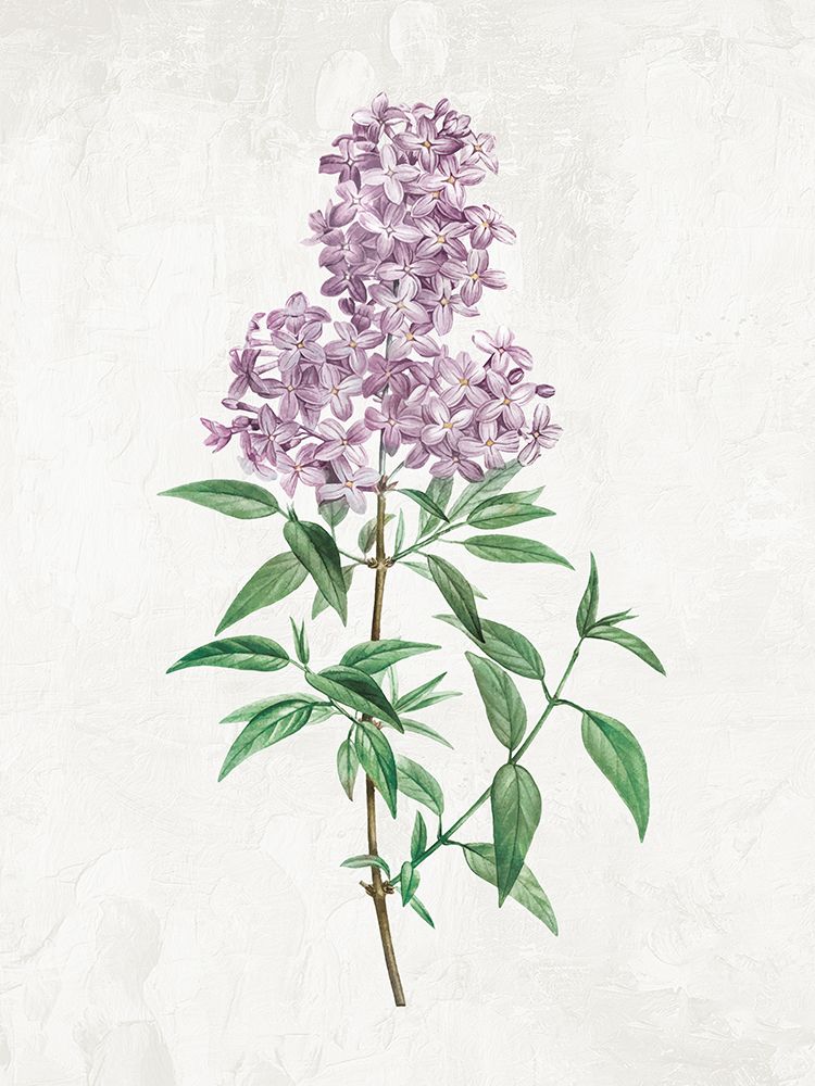 Lilacs 1 art print by Kimberly Allen for $57.95 CAD