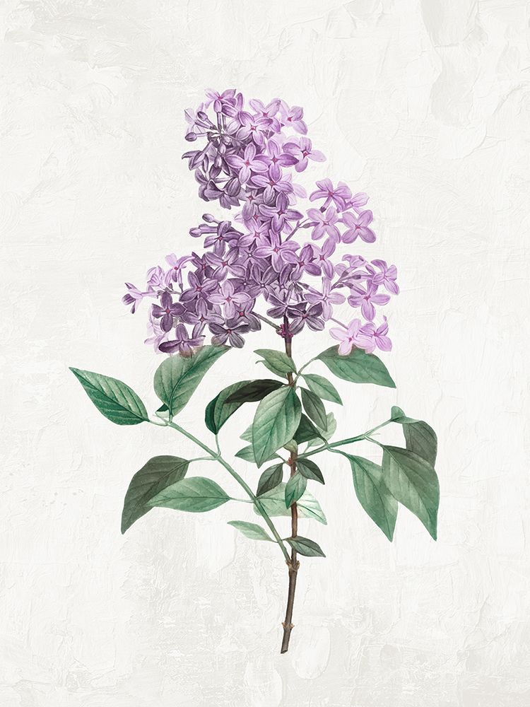 Lilacs 2 art print by Kimberly Allen for $57.95 CAD