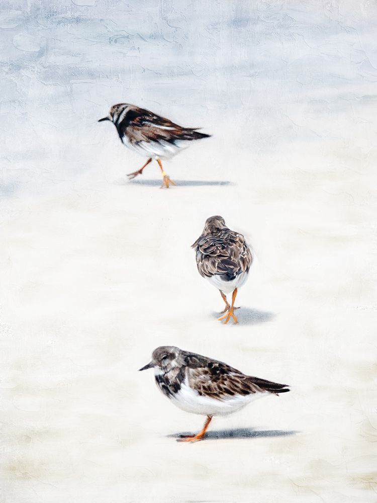 Sandpiper Beach art print by Kimberly Allen for $57.95 CAD