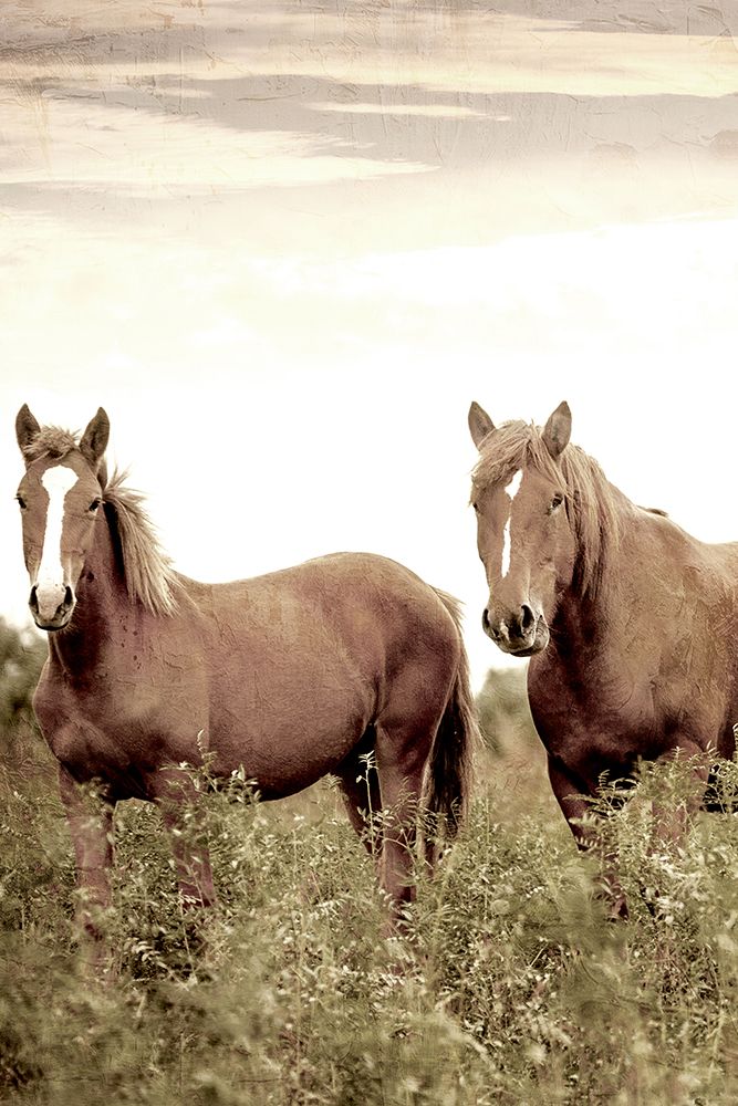 Horse Gaze art print by Kimberly Allen for $57.95 CAD