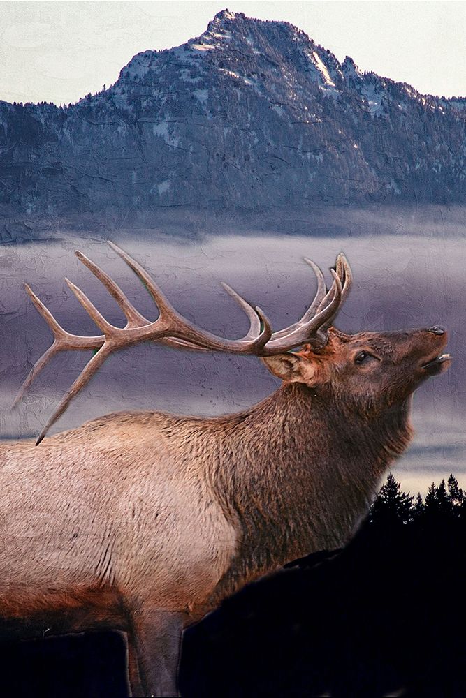 King Elk Flag art print by Kimberly Allen for $57.95 CAD