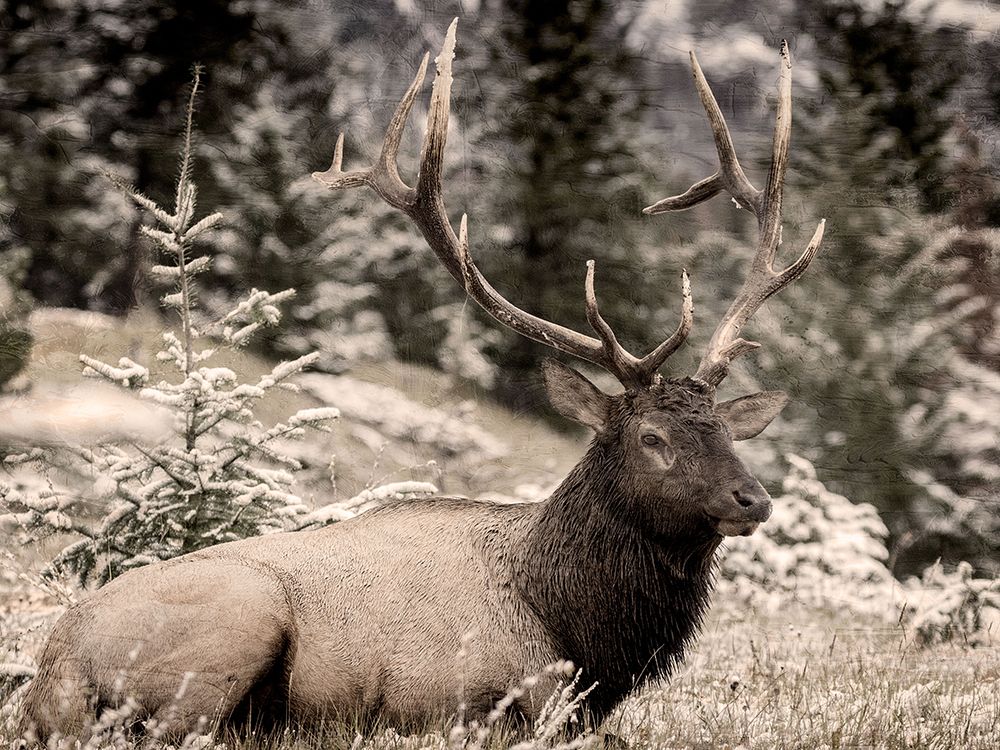 Elk View art print by Kimberly Allen for $57.95 CAD