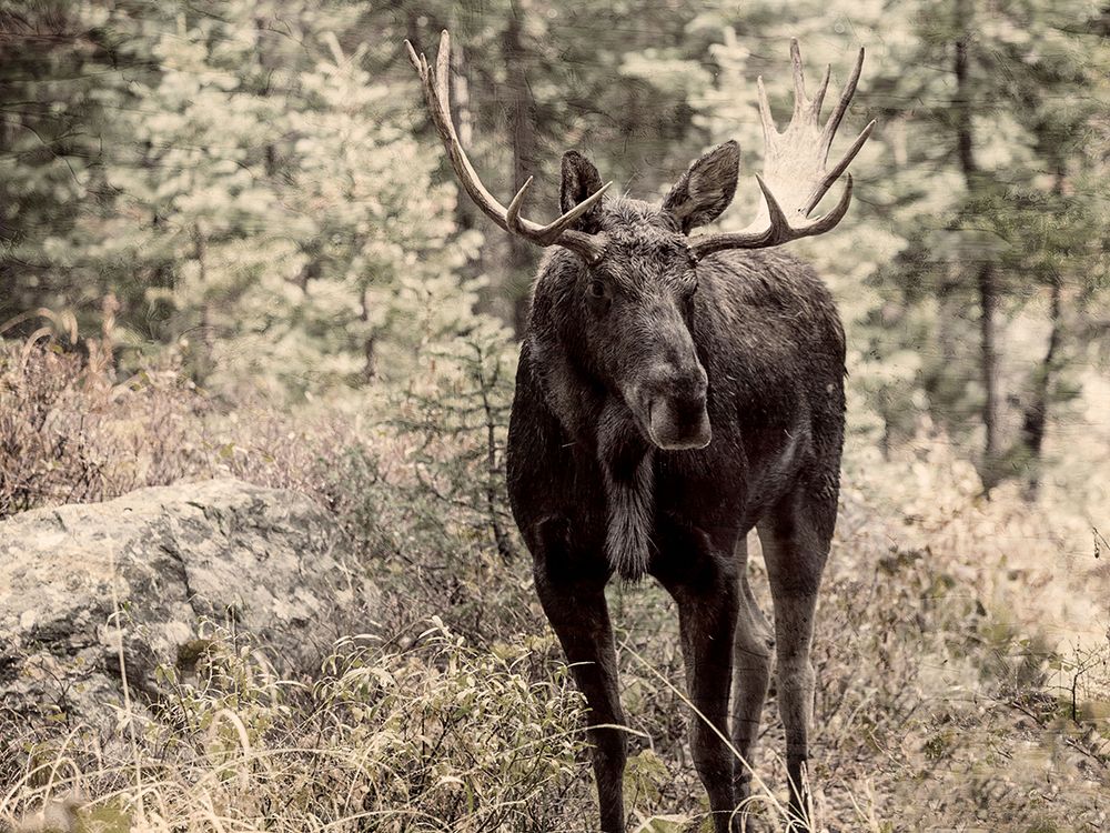 Moose View art print by Kimberly Allen for $57.95 CAD