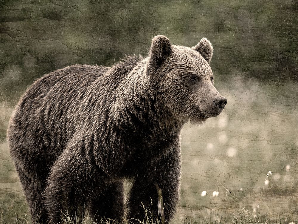 Bear View art print by Kimberly Allen for $57.95 CAD