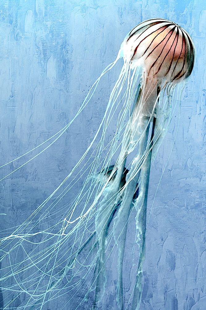 Jelly Swim art print by Kimberly Allen for $57.95 CAD
