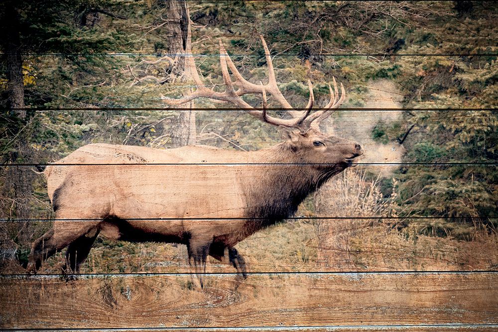 Elk Woods art print by Kimberly Allen for $57.95 CAD