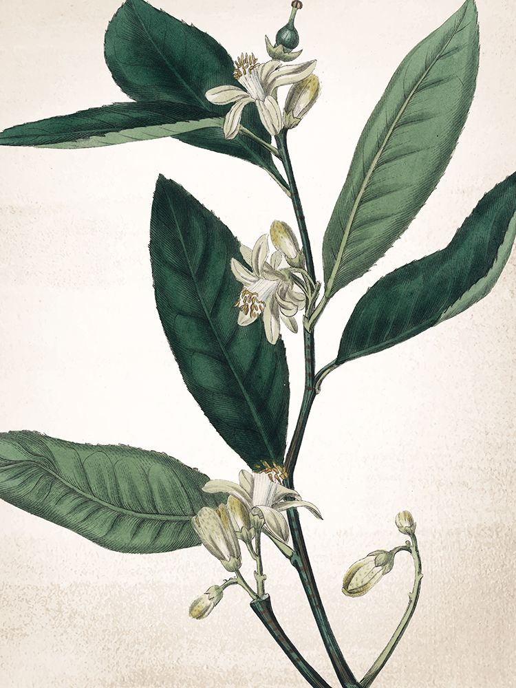 Botanical Green 1 art print by Kimberly Allen for $57.95 CAD