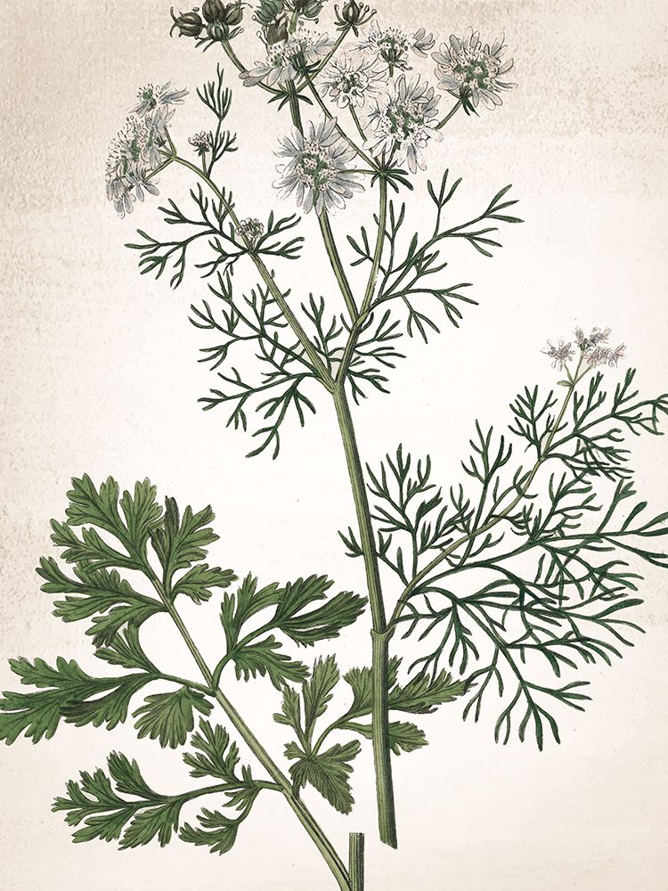 Botanical Green 2 art print by Kimberly Allen for $57.95 CAD