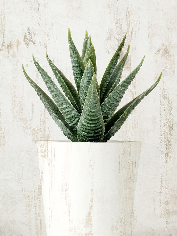 Succulent 2 art print by Kimberly Allen for $57.95 CAD
