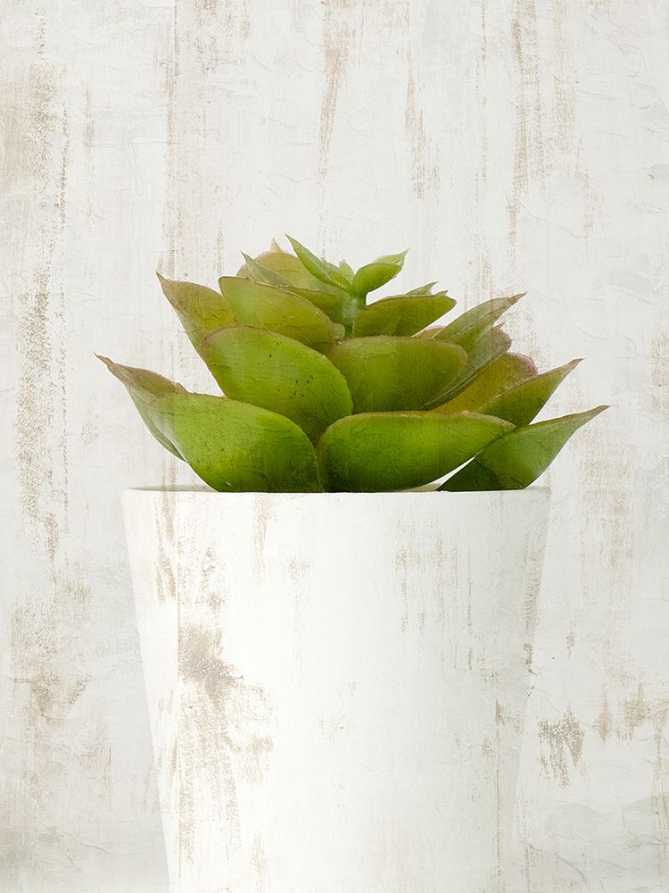 Succulent 3 art print by Kimberly Allen for $57.95 CAD