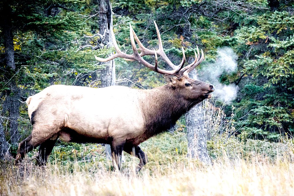 Elk Call art print by Kimberly Allen for $57.95 CAD