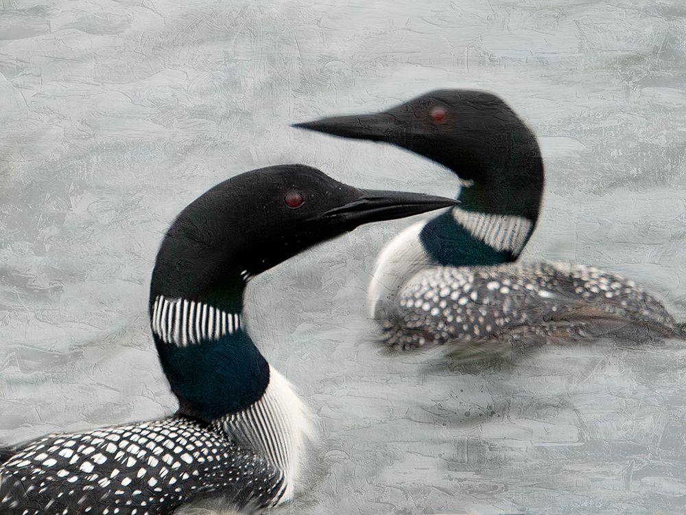 Two Loons art print by Kimberly Allen for $57.95 CAD