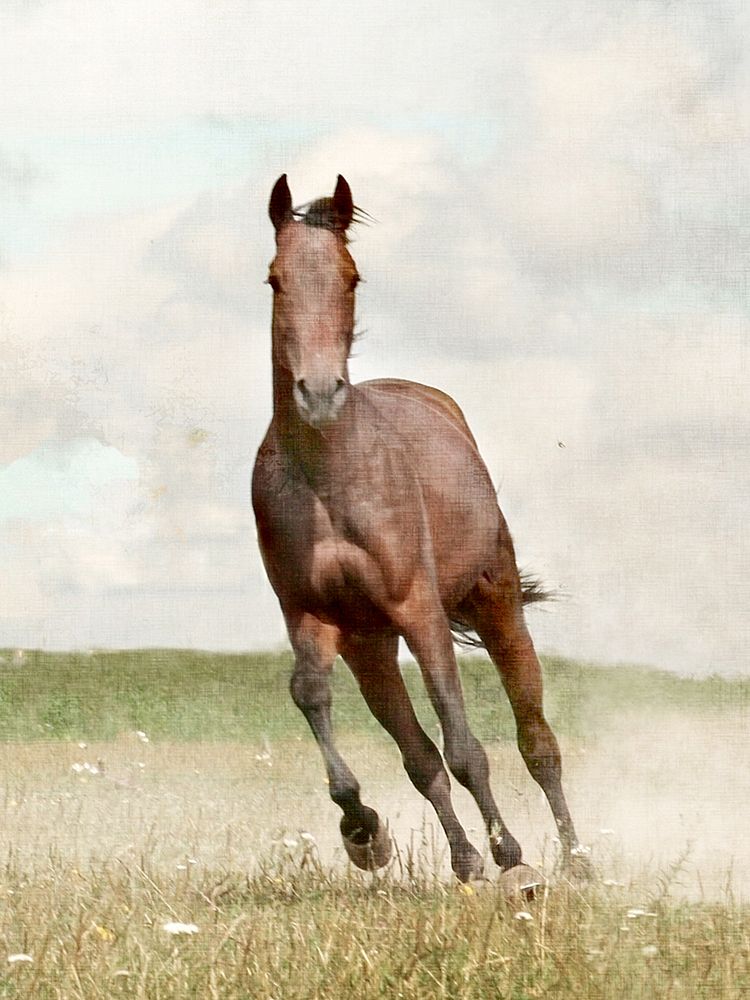 Lone Run art print by Kimberly Allen for $57.95 CAD