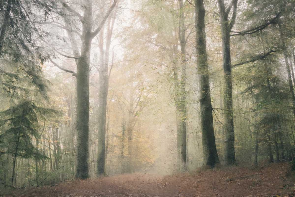 Morning Walk art print by Kimberly Allen for $57.95 CAD