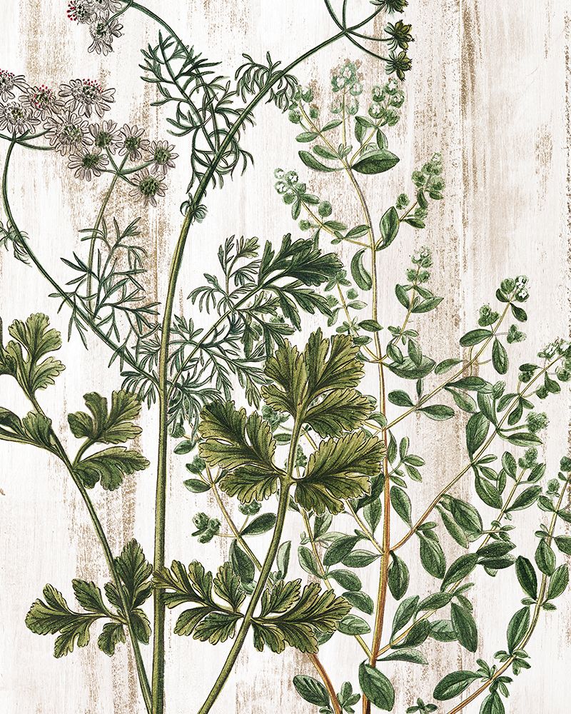 Botanical Aged 1 art print by Kimberly Allen for $57.95 CAD