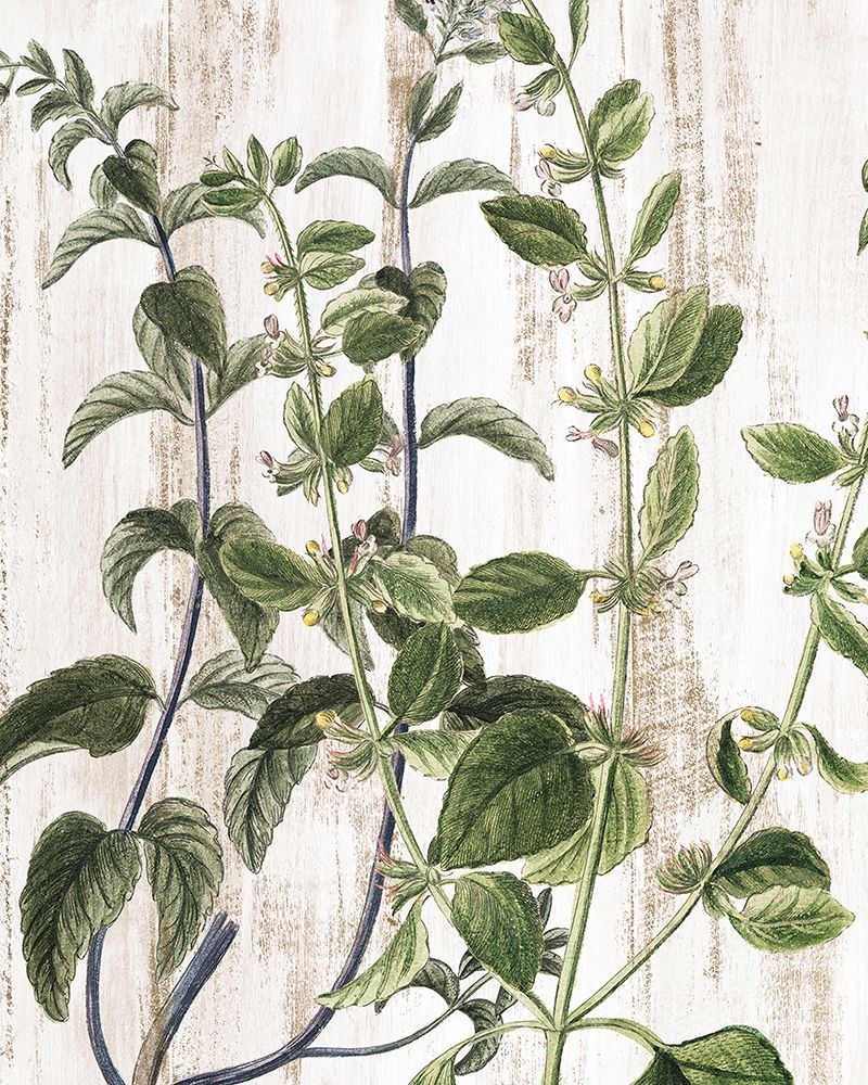 Botanical Aged 2 art print by Kimberly Allen for $57.95 CAD