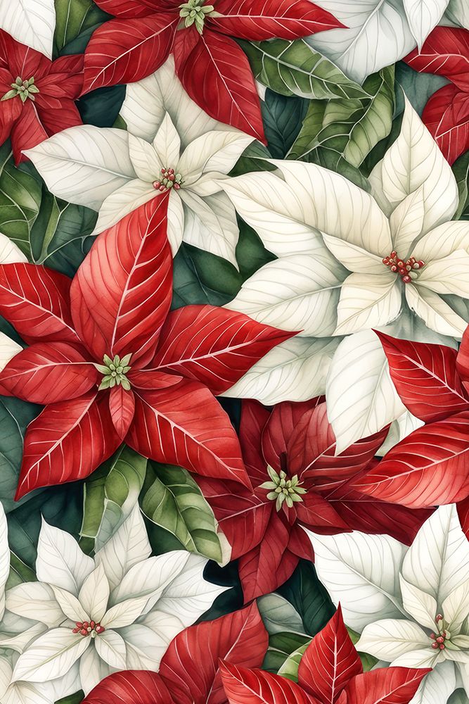 Poinsettia Red And White art print by Kimberly Allen for $57.95 CAD