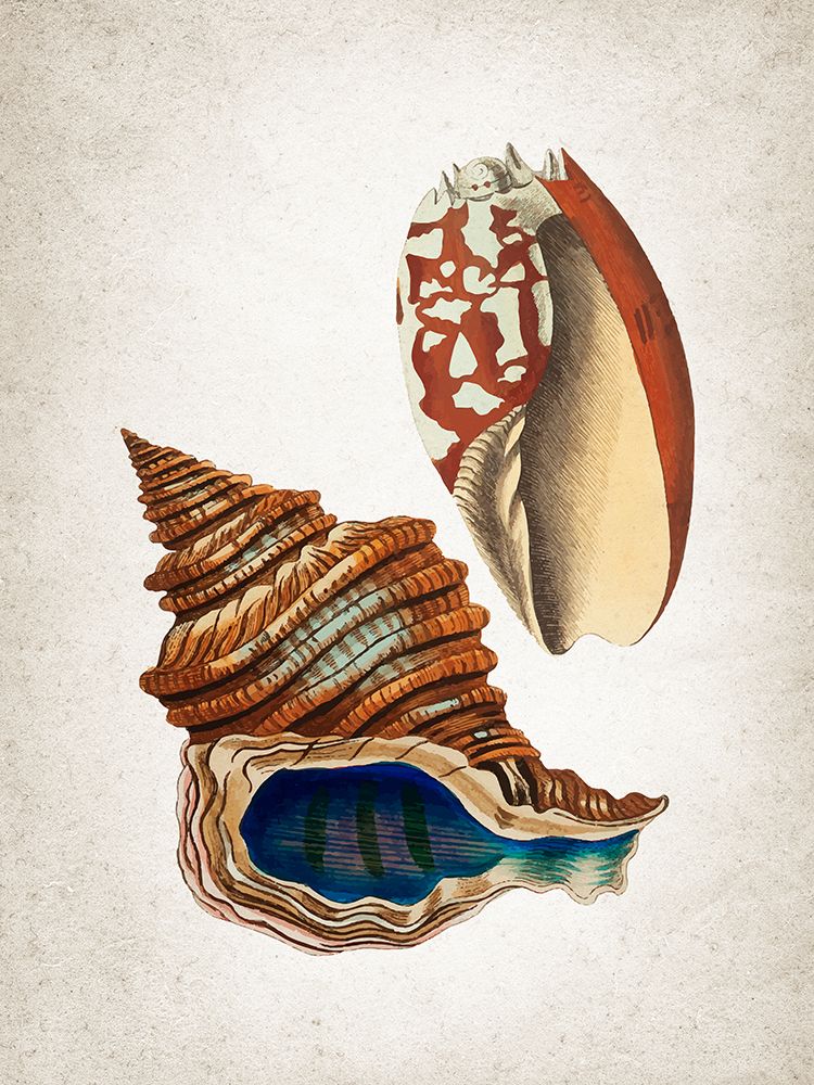 Vintage Shells 1 art print by Kimberly Allen for $57.95 CAD
