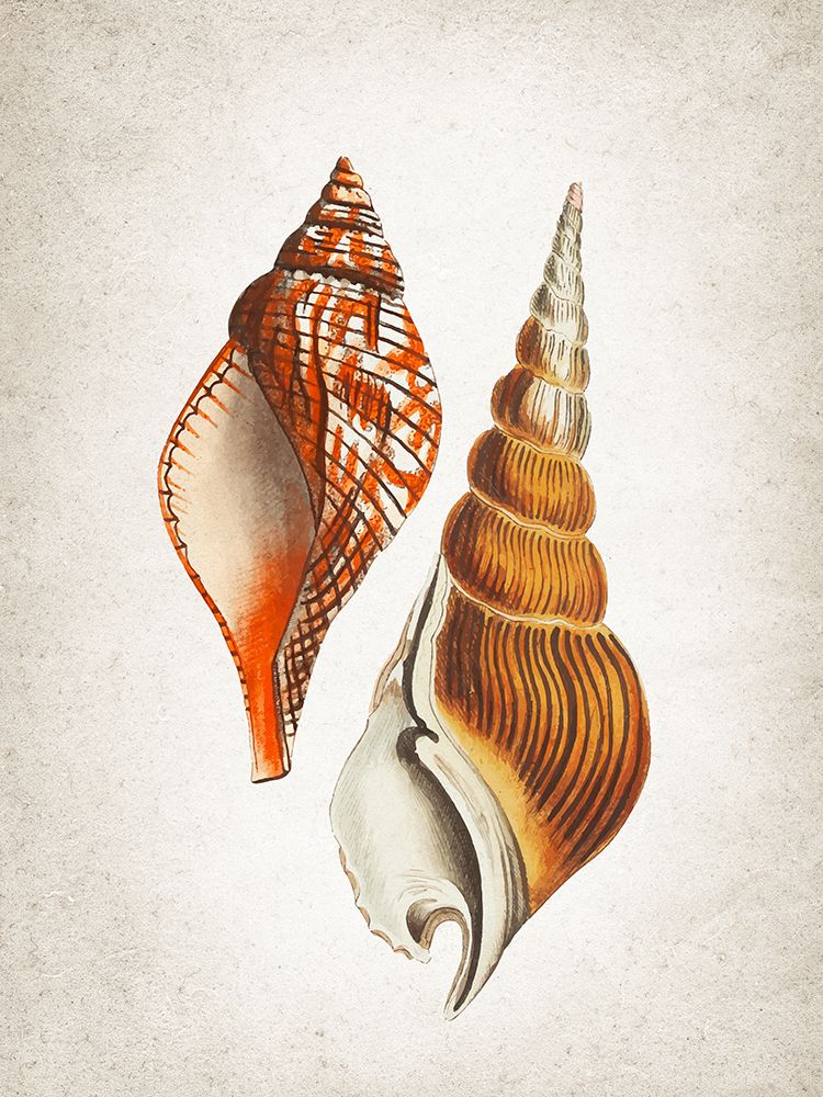 Vintage Shells 2 art print by Kimberly Allen for $57.95 CAD