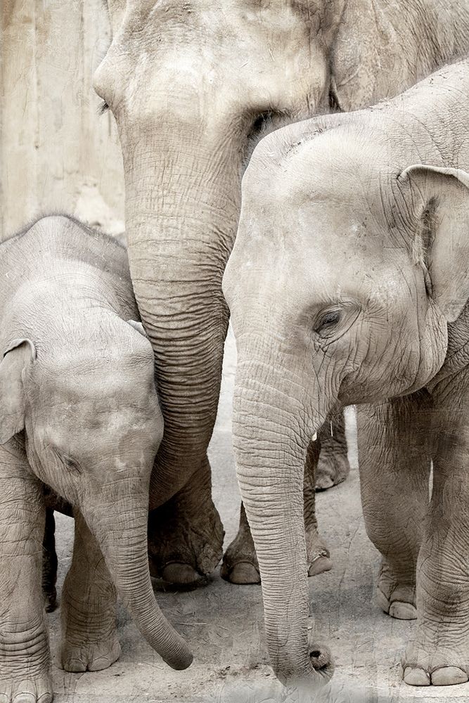 Elephant Family art print by Kimberly Allen for $57.95 CAD