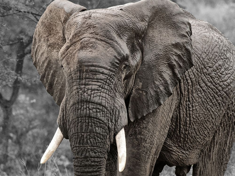 Elephant View art print by Kimberly Allen for $57.95 CAD