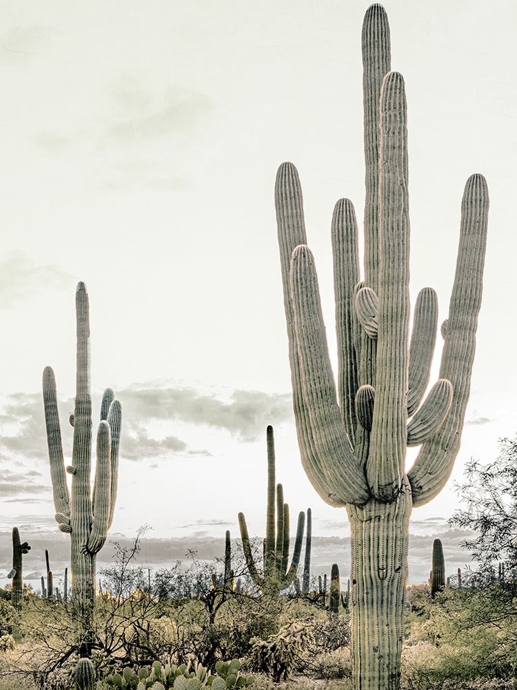 Desert art print by Kimberly Allen for $57.95 CAD