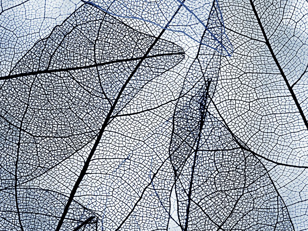 Transparent Leaves art print by Kimberly Allen for $57.95 CAD