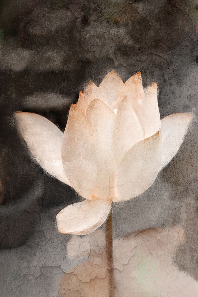Lotus Bloom art print by Kimberly Allen for $57.95 CAD