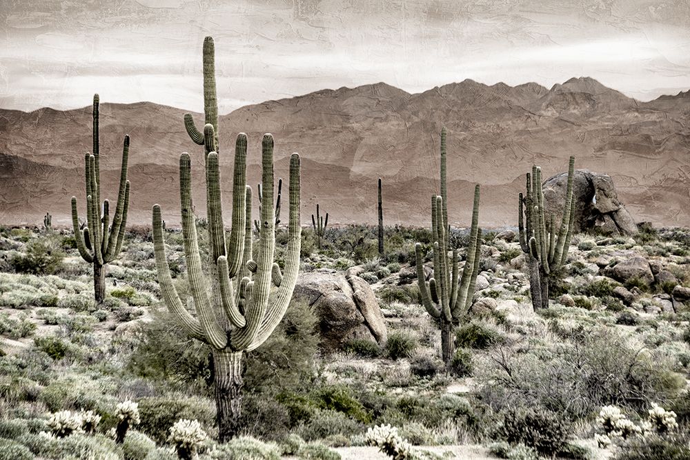 Desert Land art print by Kimberly Allen for $57.95 CAD