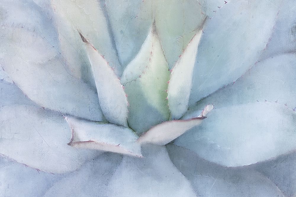Serene Succulent art print by Kimberly Allen for $57.95 CAD