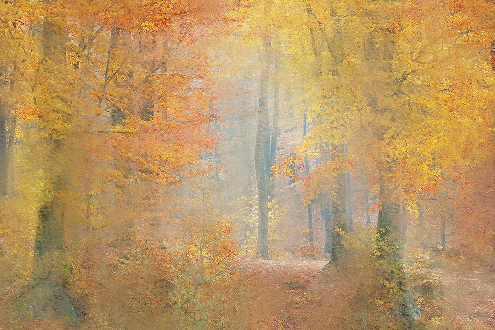 Colors of Autumn art print by Kimberly Allen for $57.95 CAD