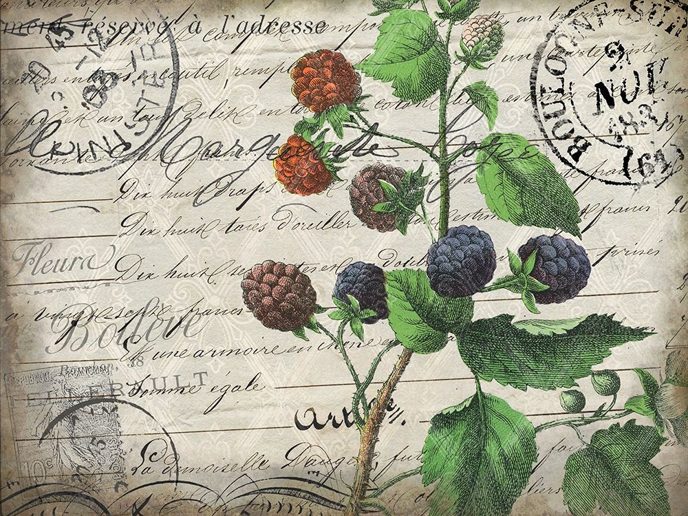 Vintage Blackberries art print by Kimberly Allen for $57.95 CAD