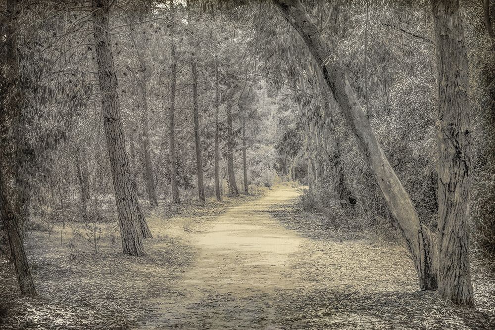 Forest of Dreams art print by Kimberly Allen for $57.95 CAD