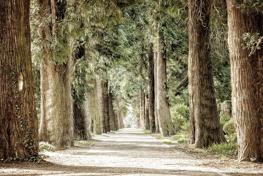 Along the Path art print by Kimberly Allen for $57.95 CAD